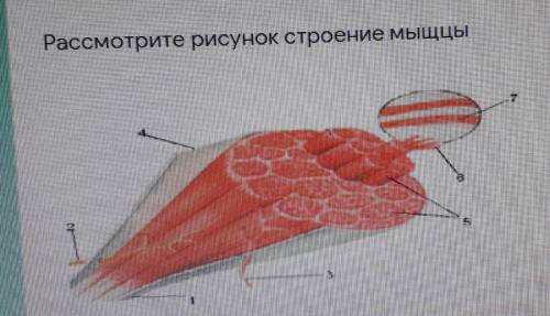 Рассмотрите рисунок строение мыщцы 1.Какие структуры мышц обозначены под цифрами 1 2.Какие структуры