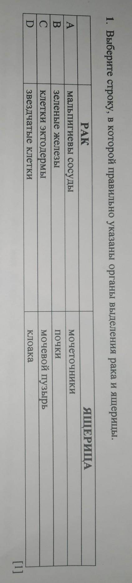 1. Выберите строку, в которой правильно указаны органы выделения рака и ящерицы. ЯЩЕРИЦАмочеточникиP