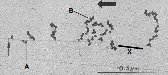 На электронно-микроскопической фотографии — процесс экспрессии оперона, кодирующего 3 разных белка.