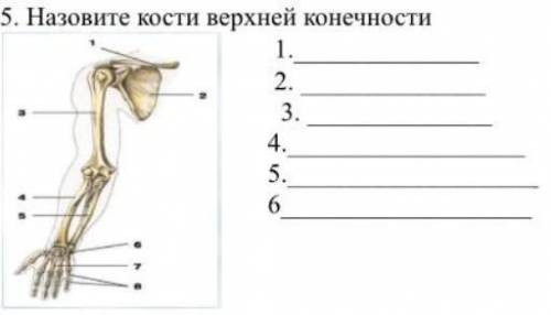 Назовите кости верхней конечности​