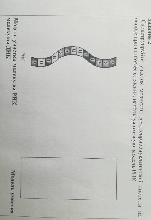 Задание 2Сконструируйте участок молекулы дезоксирибонуклеиновой кислоты наоснове принципов её строен