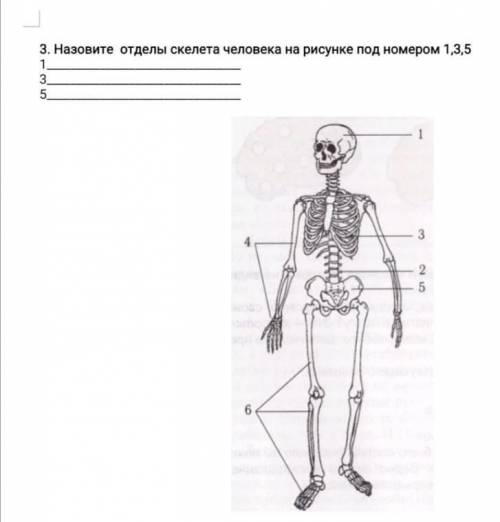 Назовите отделы скелета человека на рисунке под номером 1,3,5 135