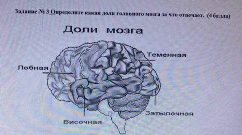 Задание № 3 Определите какая доля головного мозга за что отвечает. ( ) Доли мозга Теменная лобная за