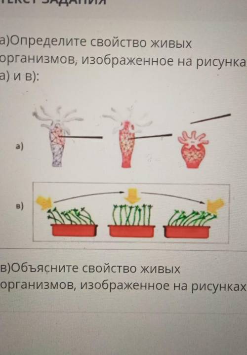 А)Определите свойство живых организмов, изображенное на рисункаха) и В):a)в)В)Объясните свойство жив