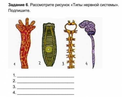 Задание 6. Рассмотрите рисунок «Типы нервной системы». Подпишите. 1. 2. 3. 4. ​