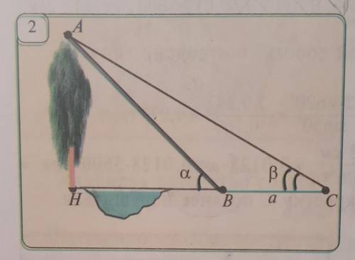 34.2.Вычислите высоту дерева на рис.2, если а= 8 м, альфа = 43°, бетта = 32°.​