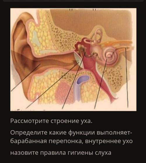 Рассмотрите строение уха. определите какие функции выполняет барабанная перепонка, внутреннее ухо. н