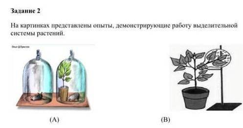 На картинке представлены опыты демонстрирующие работу выполните системы растений биология седьмой кл