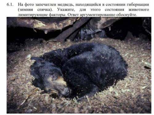 На фото запечатлен медведь, находящийся в состоянии гибернации(зимняя спячка). Укажите, для этого со