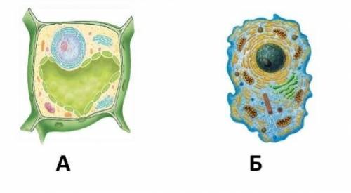 Соотнеси рисунки клетокЖивотная клетка Растительная Клетка​