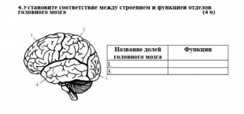 Установите соответствие между строением и функцией отделов головного мозга​