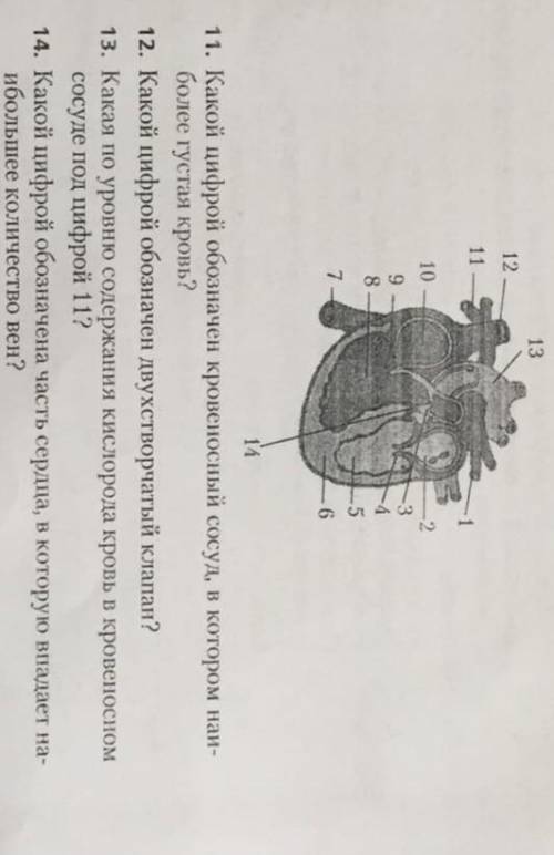 . Последний вопрос не влез:15. Какой цифрой обозначен кровеносный сосуд, который несёт кровь к право