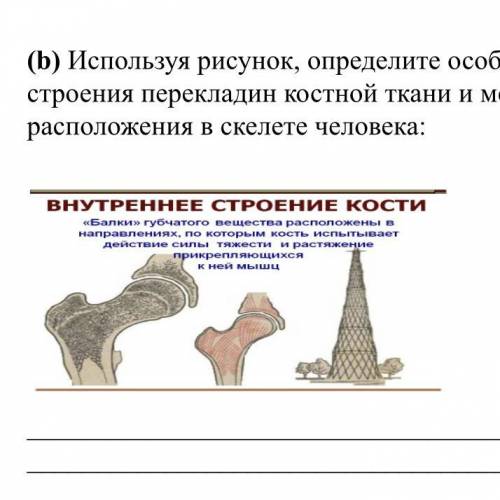 Используя рисунок, определите особенности строения перекладин костной ткани и место расположения в с