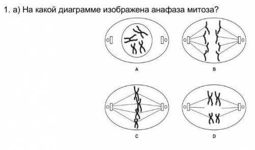 На какой диаграмме изображена анафаза митоза?​