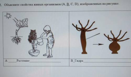 2. Объясните свойства живых организмов (А, В, С, D), изображенных на рисунке. . тAРастениев Гидра​