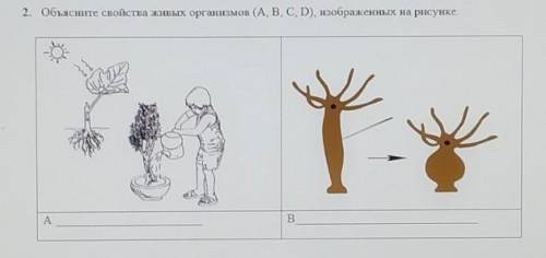 2. Объясните свойства живых организмов (А, В, С, D), изображенных. на рисунке.B​