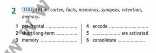 cortex, facts, memories, synapses, retention, memory. 1)pre-frontal... 2)short/long-term... 3)memory