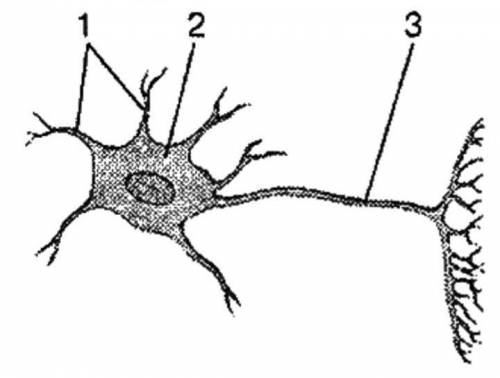 Назовите компонент нервной клетки, показанный на рисунке 3.​