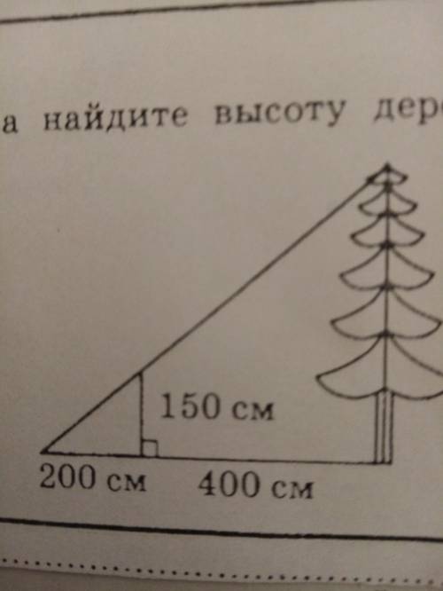 По данным рисунка найдите высоту дерева