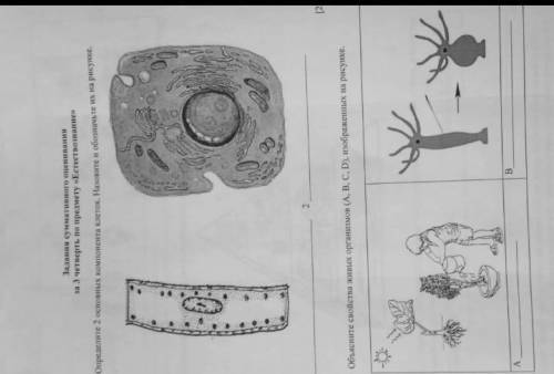 Определите два основных компонента клеток Назовите и обозначьте их на рисунке​