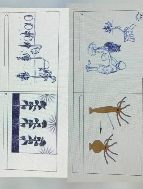 2. Объясните свойства живых организмов (А, В, С, D), изображенных на рисунке.​