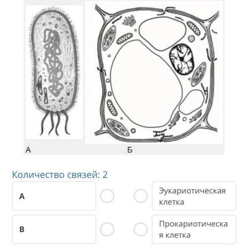 ТЕКСТ ЗАДАНИЯ Соотнеси рисунки клеток и из типы Количество связей: 2 А В Эукариотическая клетка Прок