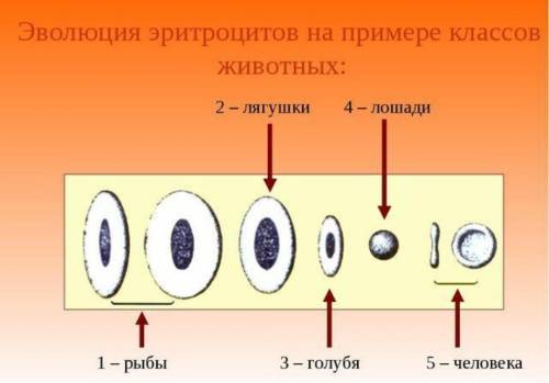 3. Проведя сравнение строения эритроцитов теплокровного и холодно- кровного животных, обоснуйте отве