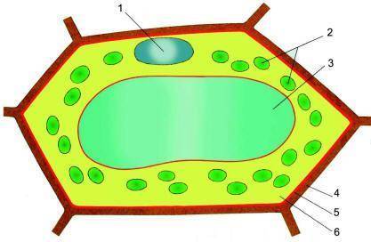 На рисунке представлена растительная клетка назовите структуры 1 и 6 и отмеченные структуры