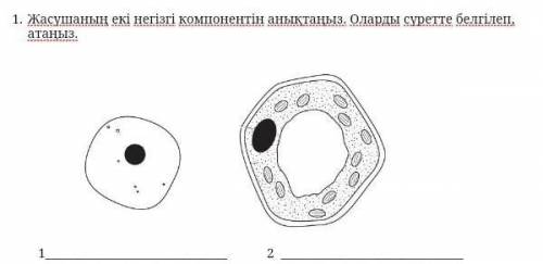 Определите два основных компонента клетки. Отметьте и назовите их на картинке.​