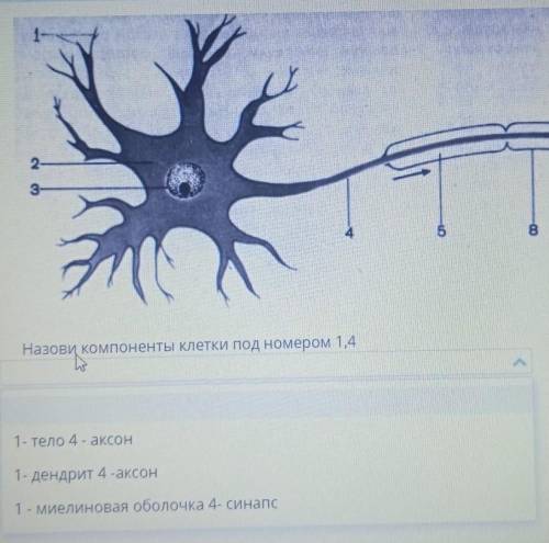 назови компоненты клетки под номером 1,41),1-тело 4-аксон2)1-дентрит 4-аксон3)1-миелиновая оболочка