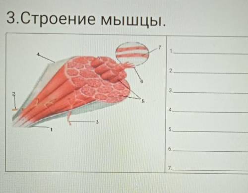 3. Строение мышцы.1)2)3)4)5)6)7)​