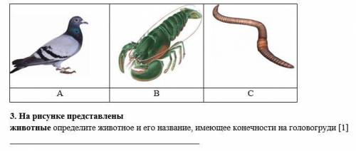 3. На рисунке представлены животные определите животное и его название, имеющее конечности на голово