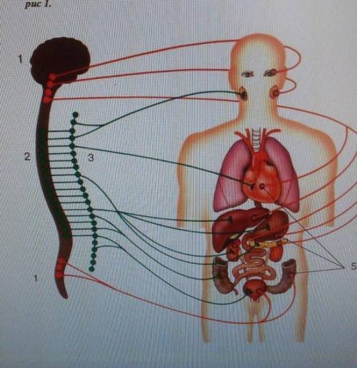 Укажите, какой отдел вегетативной НС изображен на рисунке под цифрами 1 и 2.​