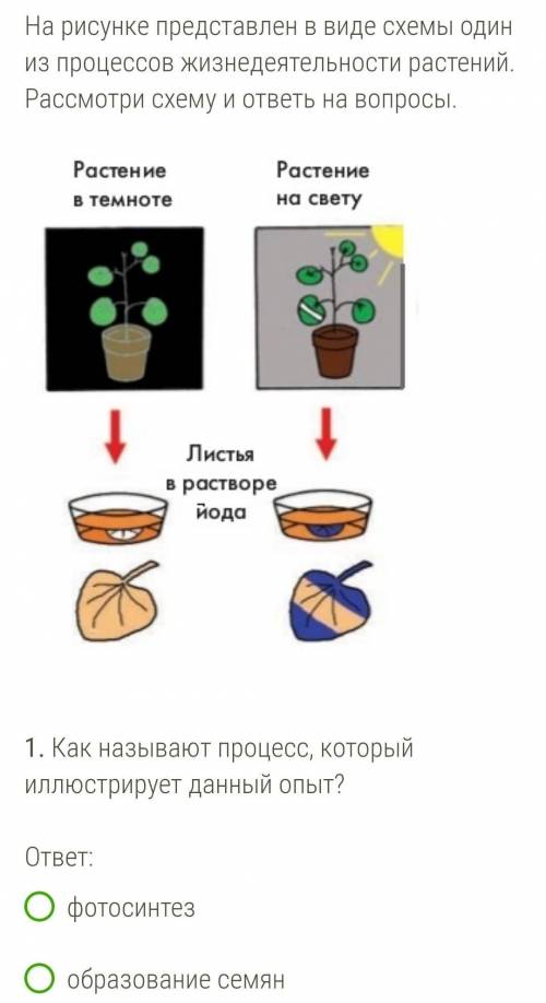 в 1. фотосинтез, образование семян, дыхание, листопад. 2. как называется вещество, которое окрашивае