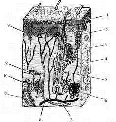 Укажите номера структур кожи, участвующих в выделении продуктов обмена веществ из организма.