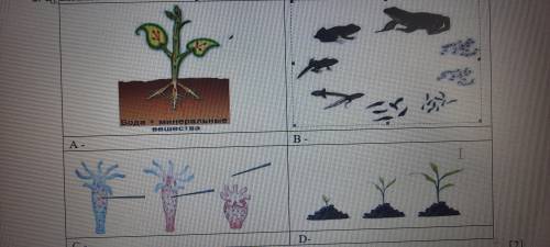Объясните свойства живых организмов(A,B,C,D)изображенных на рисунке