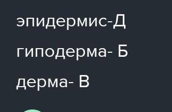 Запиши рядом с данными названиями слоёв кожи буквы, соответствующие выполняемым ими функциям. Слои к