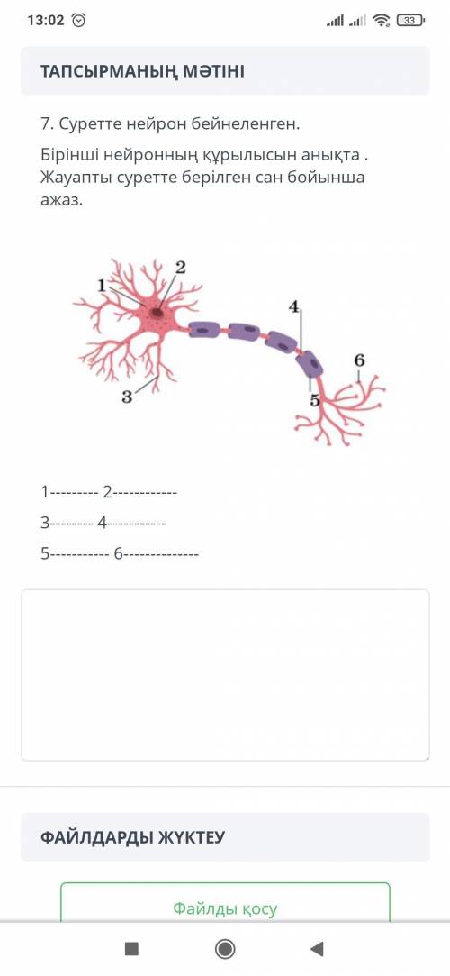 ТЕКСТ ЗАДАЧИ 7. На картинке изображен нейрон. Определите структуру первого нейрона. ответ - число, у