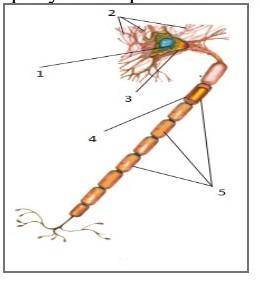 Дайте им характеристику7. Рассмотрите рисунок нервной клетки. (а) Укажите структурные компоненты нер