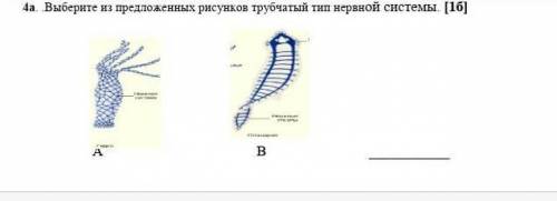 4а. .Выберите из предложенных рисунков трубчатый тип нервной системы. [1б]   ​