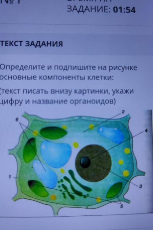 Определите и Подпишите на рисунке основные компоненты клетки текст писать внизу картинки укажи цифра