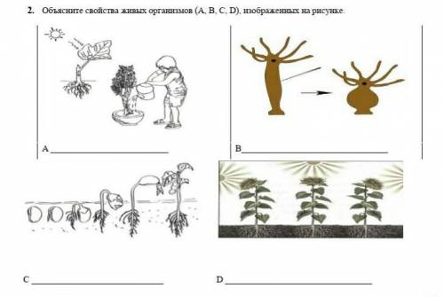 1.Объясните свойства живых организмов (А, В, С, D), изображенных на рисунке (за неправильный ответ б