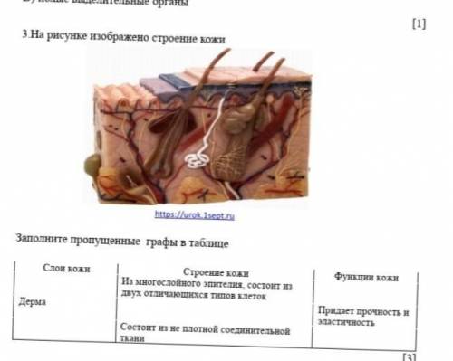 На рисунке изображено строение кожи .Заполните пропущенные графы в таблице соч по биологии ​