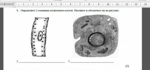 Определите 2 основных компонента клеток Назовите и обозначьте их на рисунке это соч 6 класс естестес