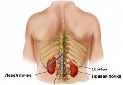 4. органы выделительной системы человека – это почки, легкие, желудочно-кишечный тракт, слюнные желе