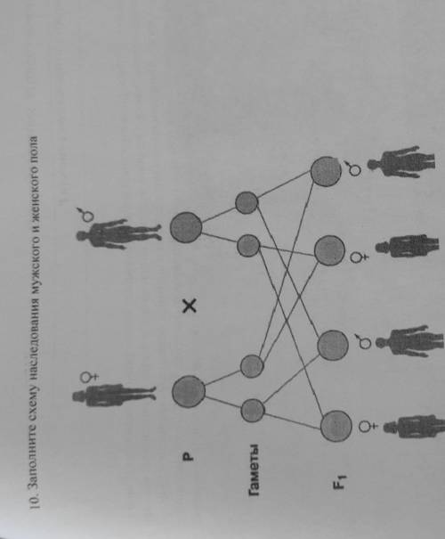 Заполните схему наследования мужского и женского пола