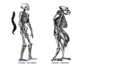 . ЗАДАНИЯНа рисунке представлен скелет человека и гориллы.￼Объясните, как скелет человека при к прям