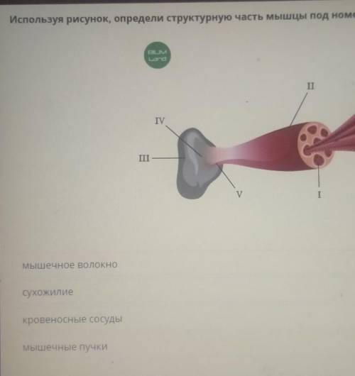 Используя рисунок, определи структурную часть мышцы под номером IV.IIIМышечное волокно​