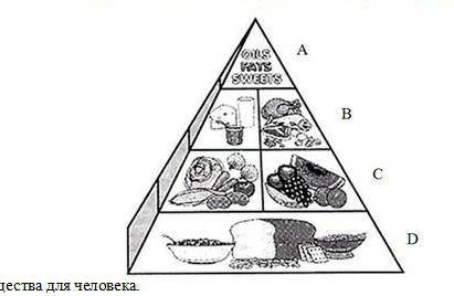 На рисунке показана полноценного питания организма В рядуC назовите продукты и вещество,входящие в