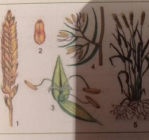 2.Определите соцветия злаковых растений изображенных на рисунке и подпишитеих части:​